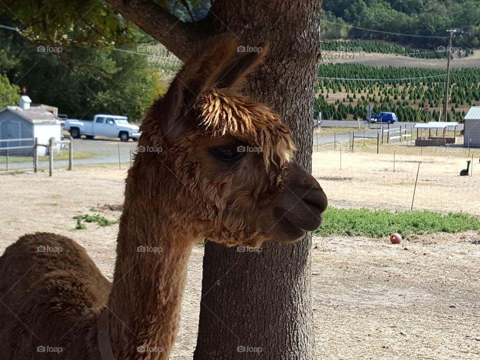 Alpaca standing near tree trunk