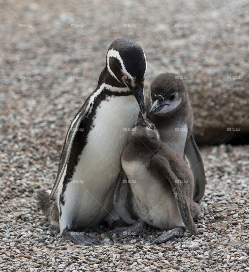 Baby Penguin and Family