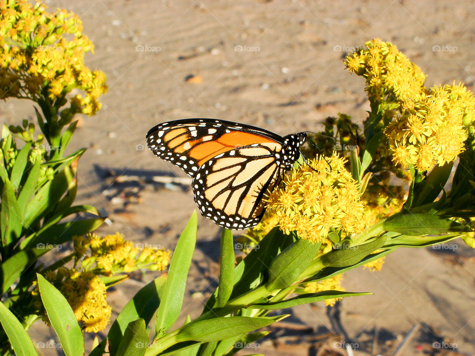 Monarch butterfly on flower