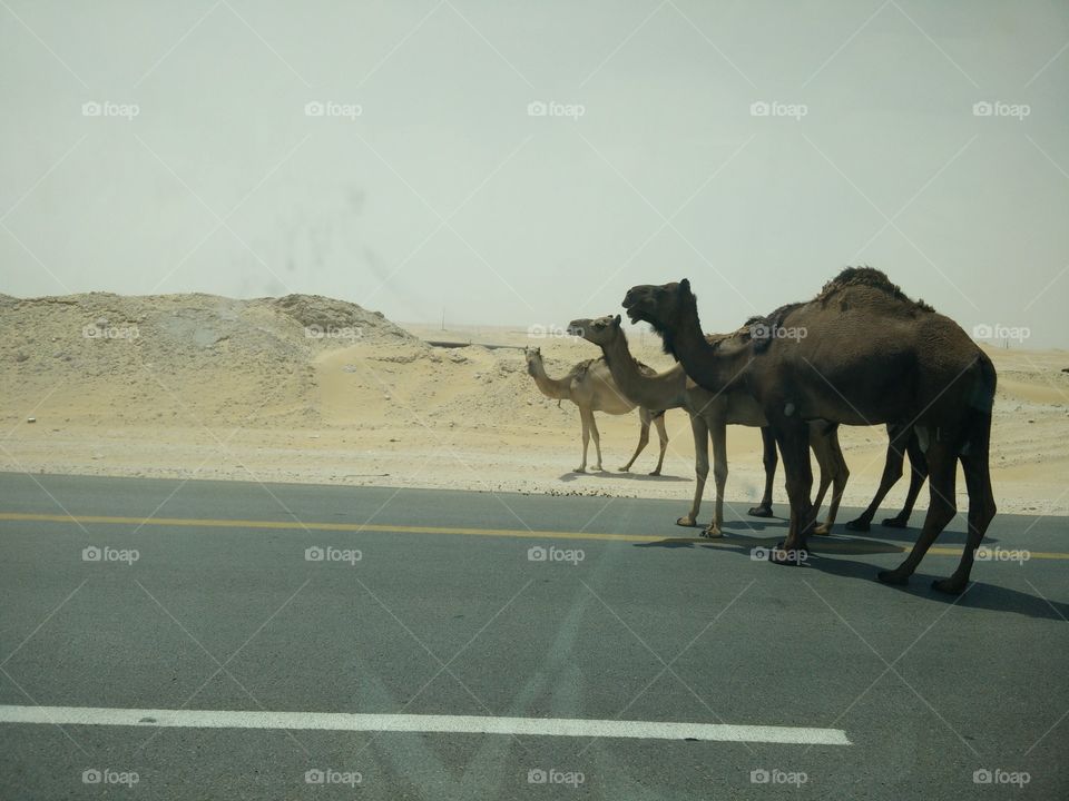 Camels on da road