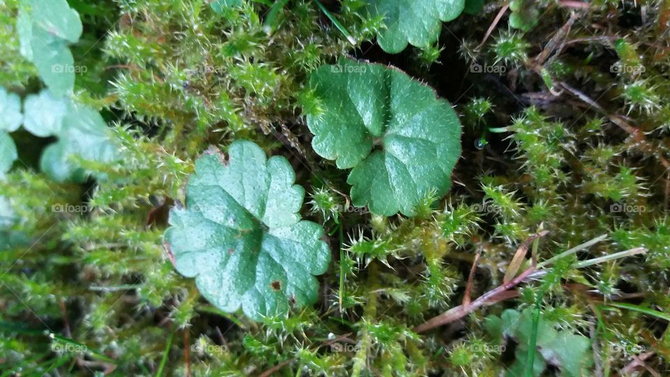 weed & moss