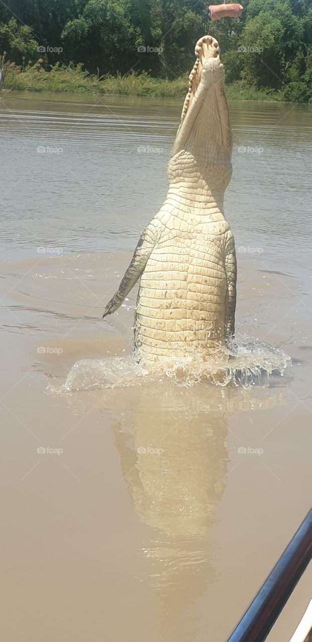 Jumping crocodile