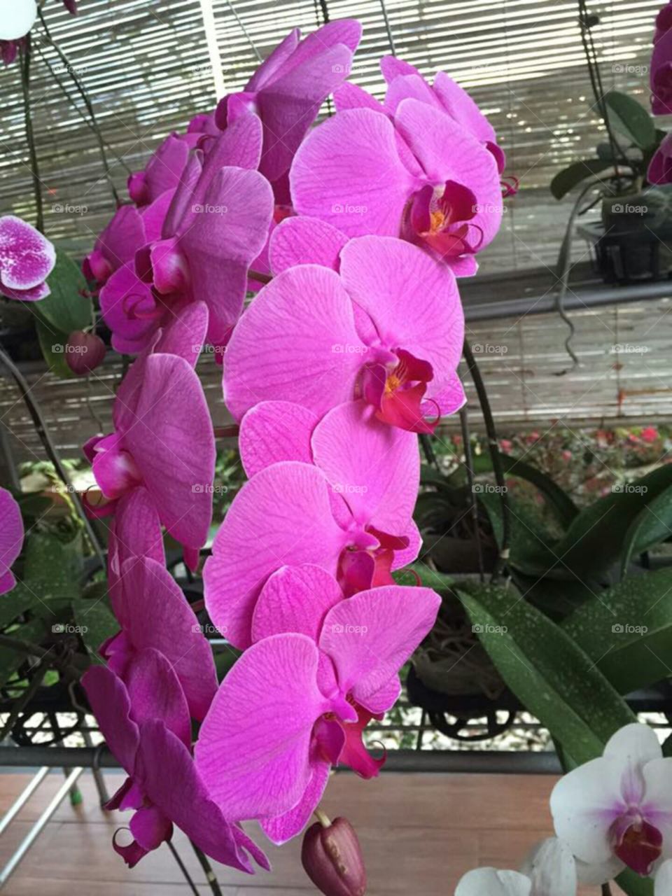 Orchid flower