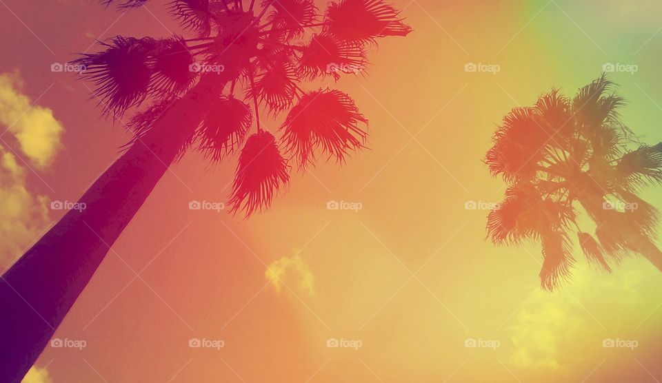 Palms from the 80's