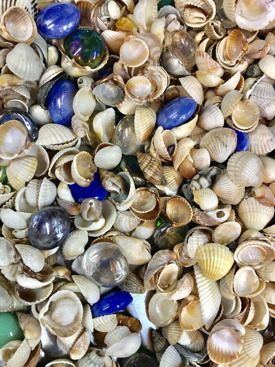 Sea shells 