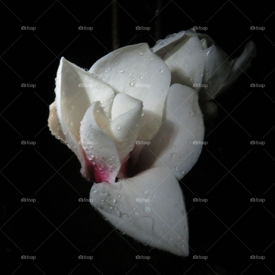 Japanese magnolia at night in the rain