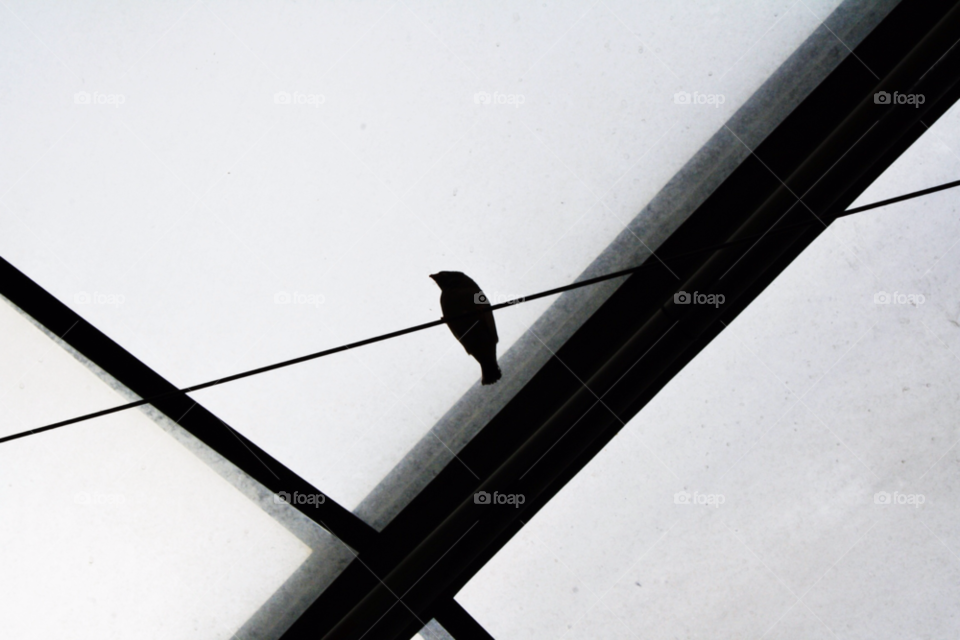 nature bird view wire by kar1981