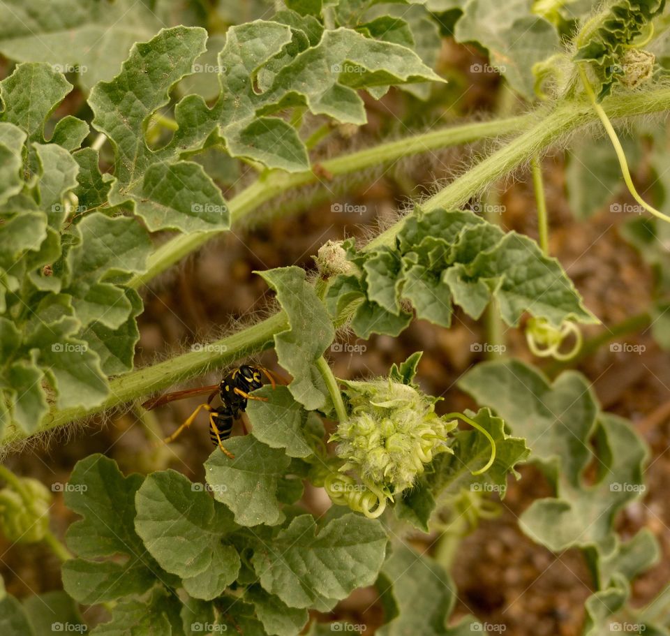 Yellow jacket in a watermelon plant