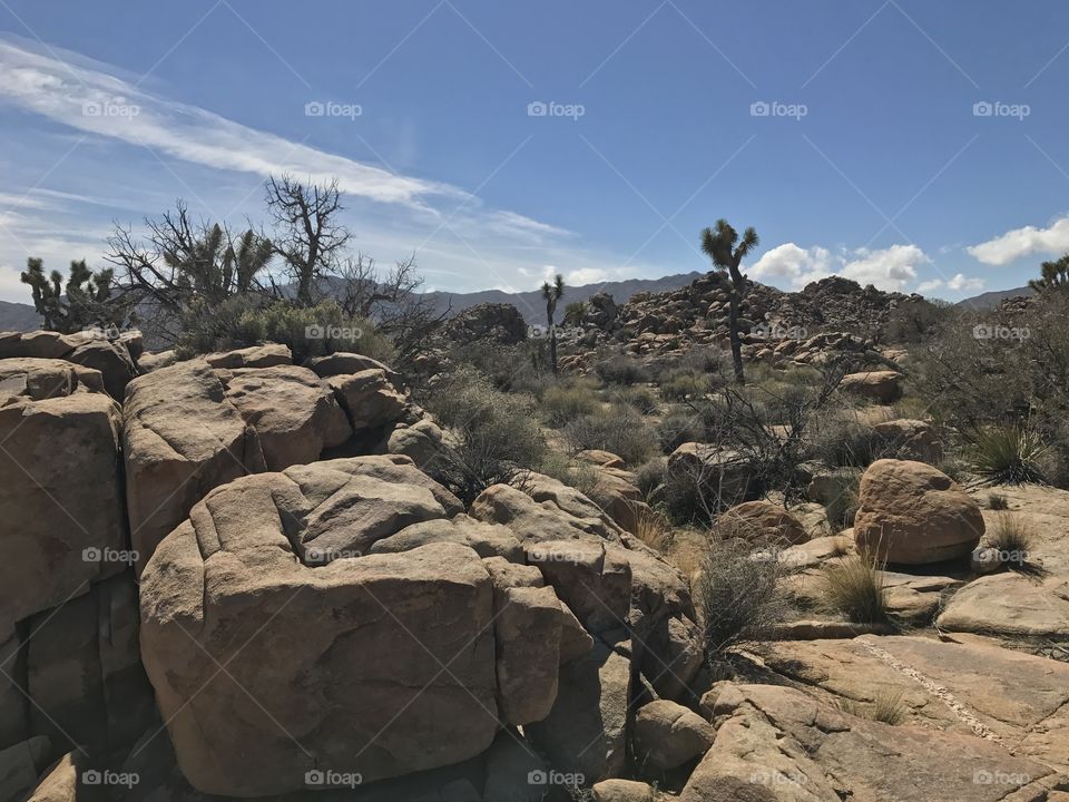 Joshua Tree National Park 