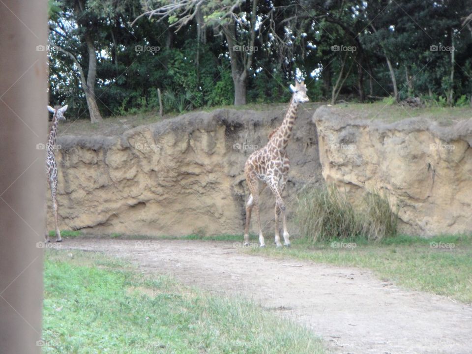 Giraffe 