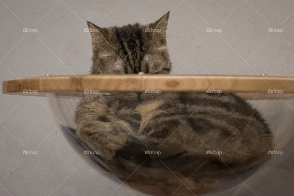Cute cat is sleeping in a bowl bed at cat cafe shop , Bangkok Thailand
