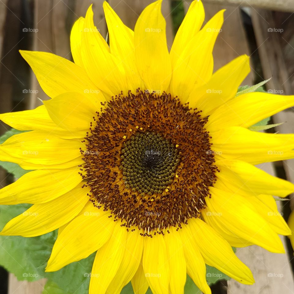 Portrait of a plant, Large yellow and brown Sunflower in Springtime.