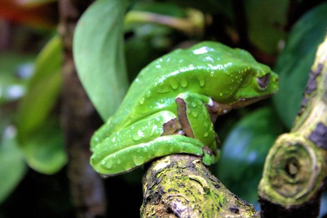 bright green tree frog on a branch in the rainforest