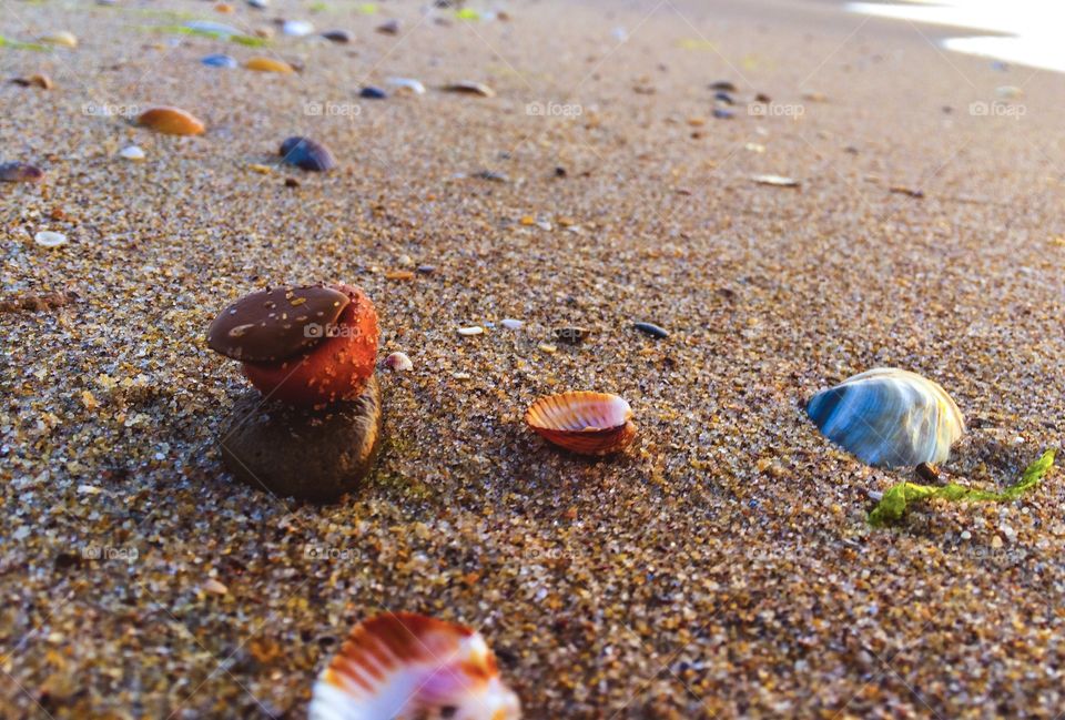 Beach with shells and stones