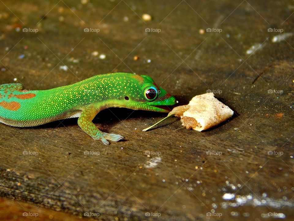Gecko