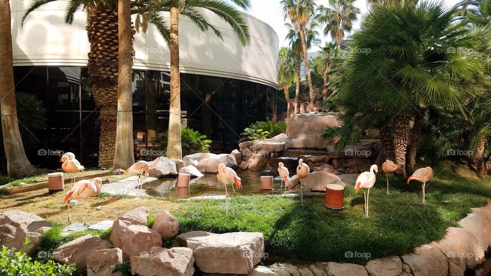 Flamingos at the Flamingo hotel