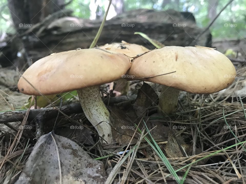 Wild Musrooms