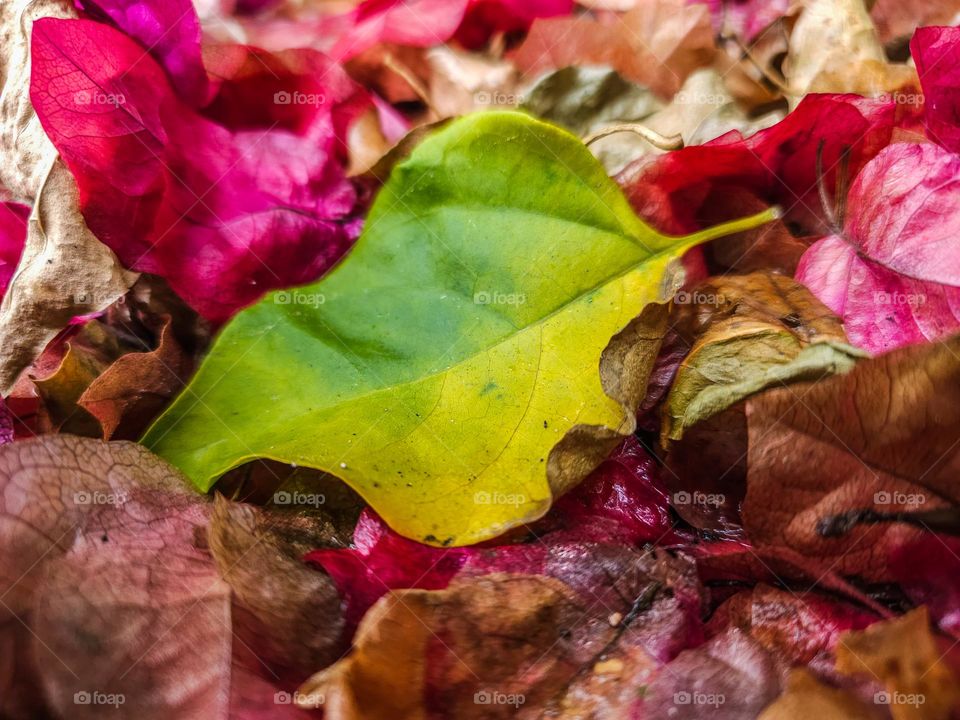 Fallen leaves and flower petals after an autumn rain storm piled up on the ground 