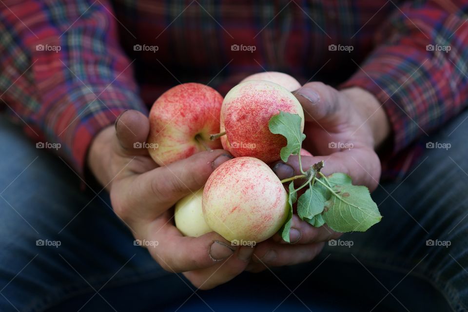 male hands with apple