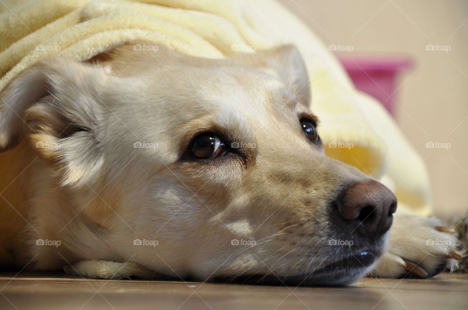 Beautiful white retriver dog under blanket at home.