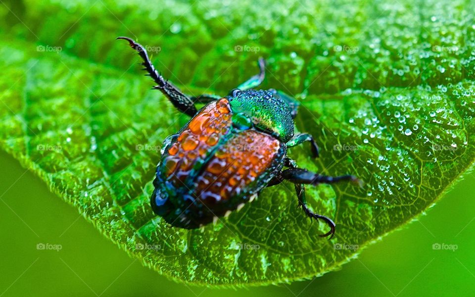 Juniper beetle on leaf