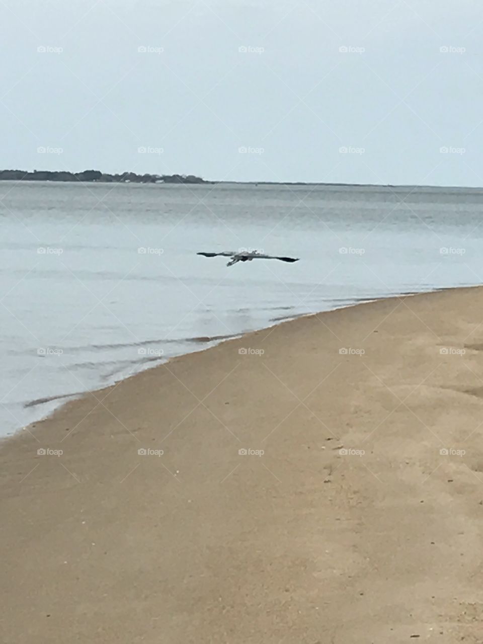 Bird on the beach 