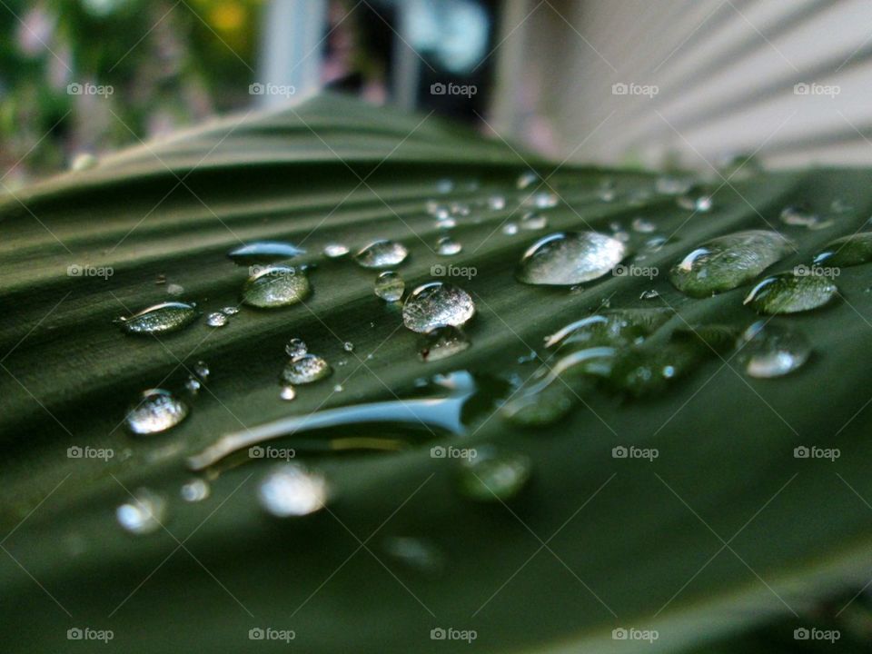 Raindrops are one of my favorite things to take pictures of :)