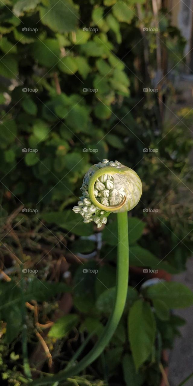 very strange onion flower
 seems like an UFO