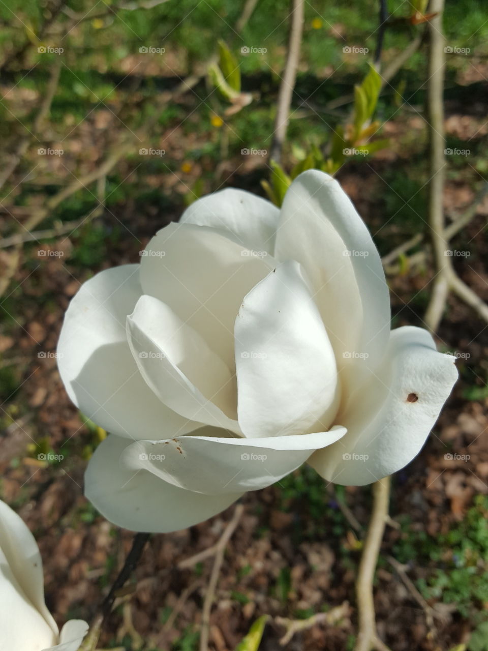 magnolia flowers