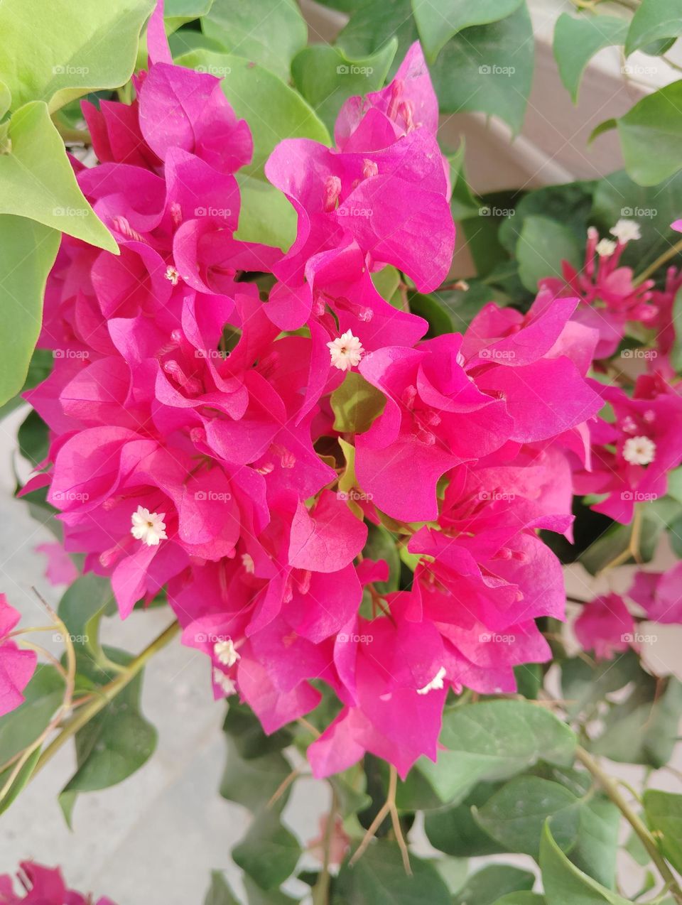Bougainville pink flower seasonal fresh shurb looks very beautiful generally found everywhere