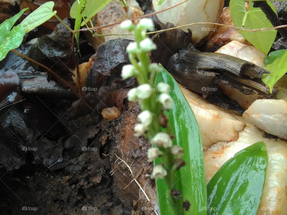 The beautiful white flowers smalling and attractive some insects of the forest.