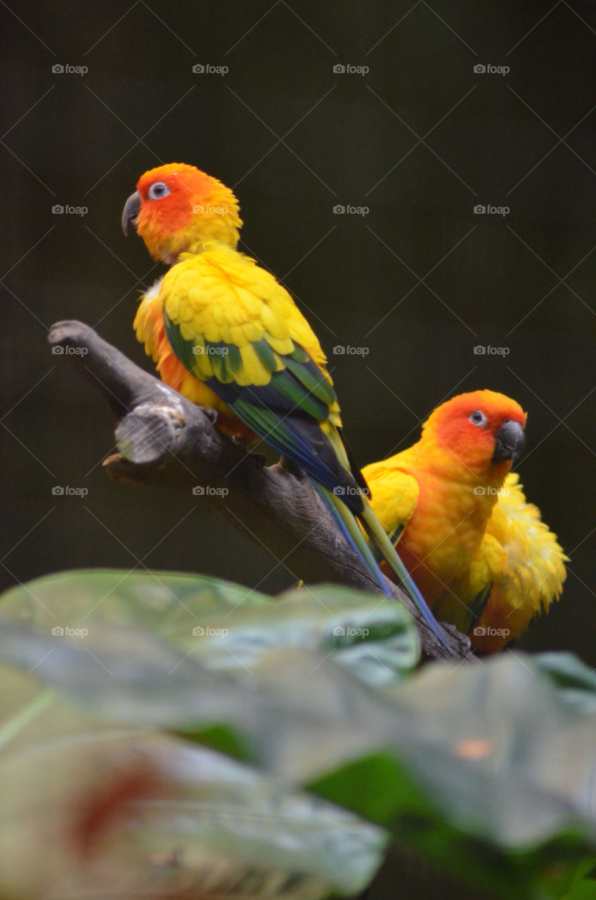 love bird parrot lovebirds by CatherineGillam1984