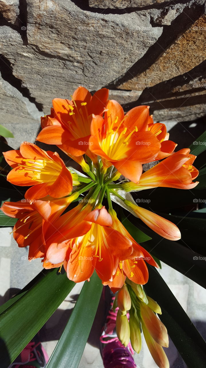 Flower blooming on rock