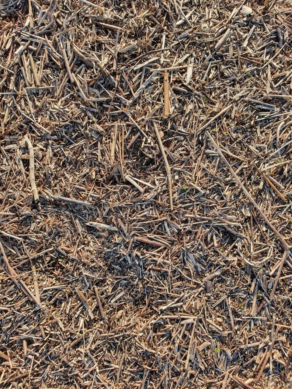 Close-up photo of wood chips in nature