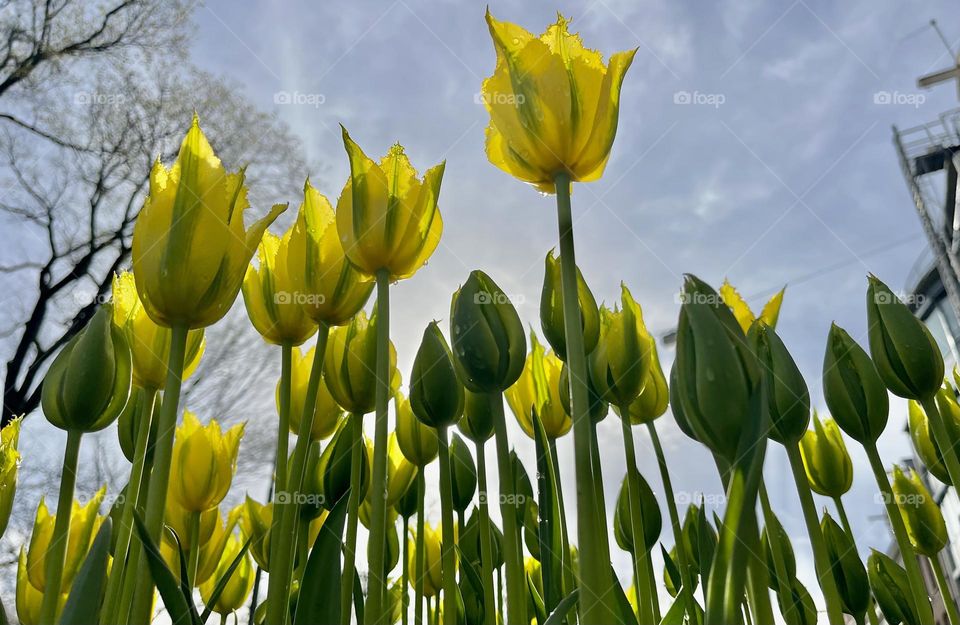 Yellow Tulips