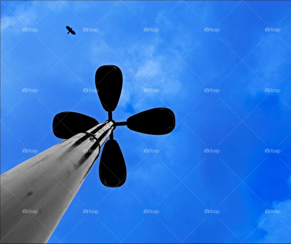 Crow and sky, freedom