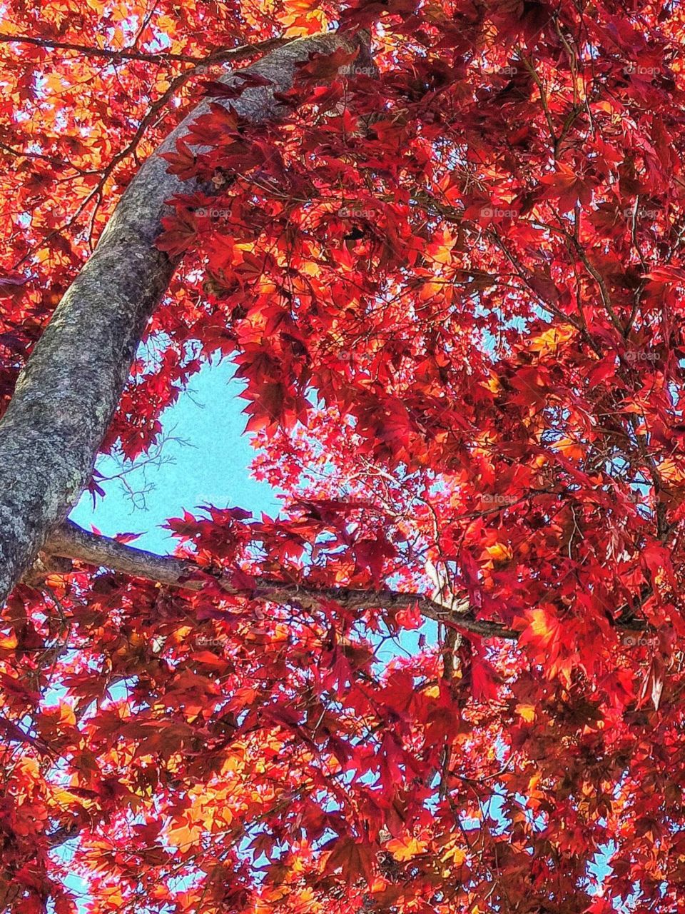 11-02-2015. The last of the Fall colours on my street...