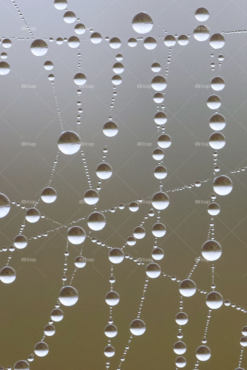 dews web