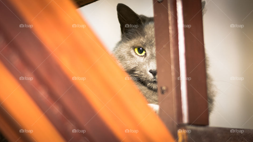 Mysterious hidden cat watching people 