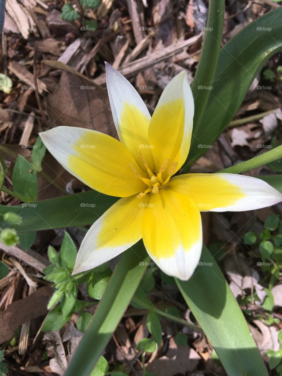 Unknown, yellow and white flower found in the neighbors yard. Low to the ground.