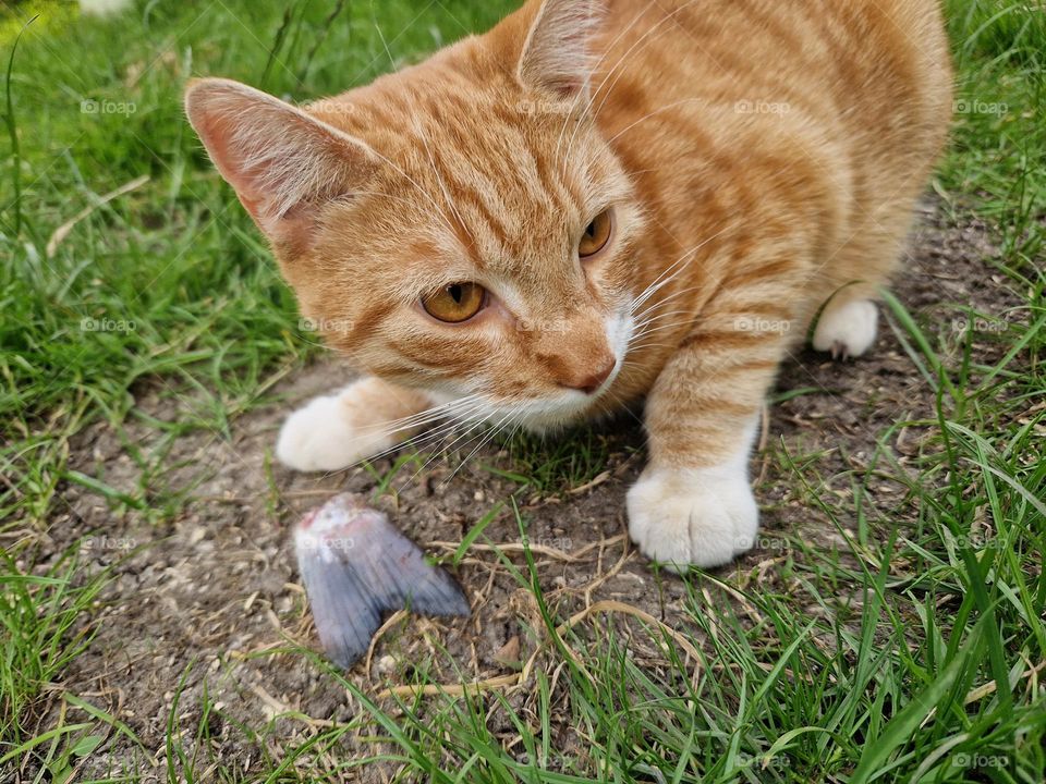 The cat is playing with the fish tail