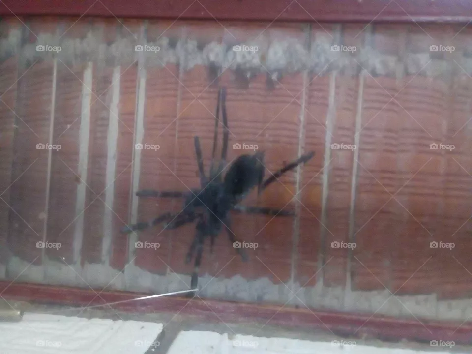 spider