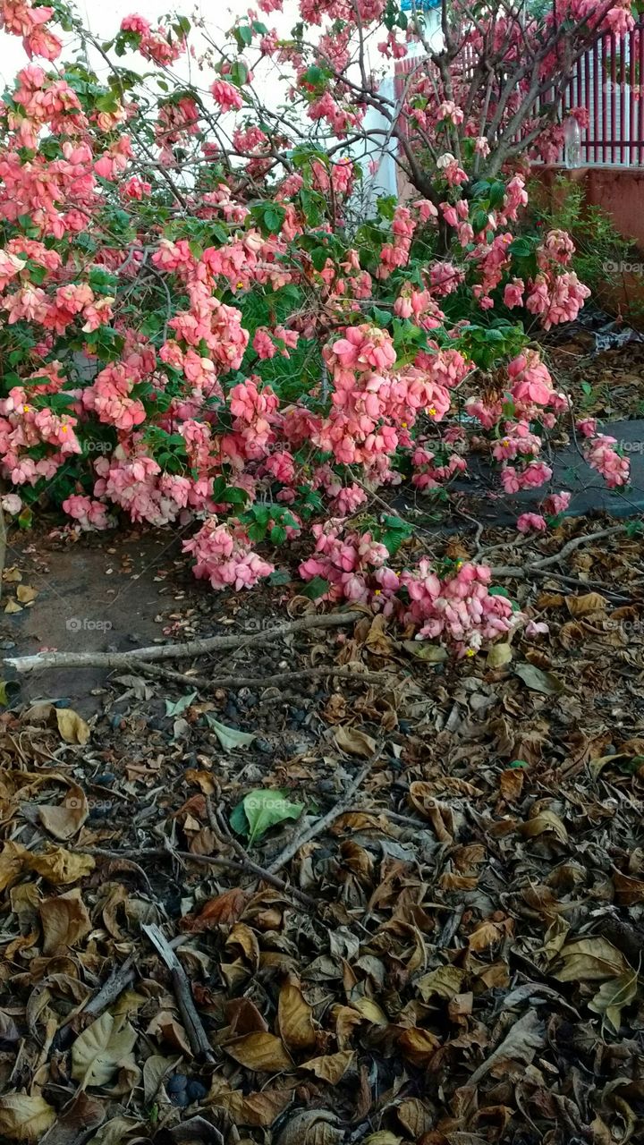 Folhagens rosas. Folhas secas.