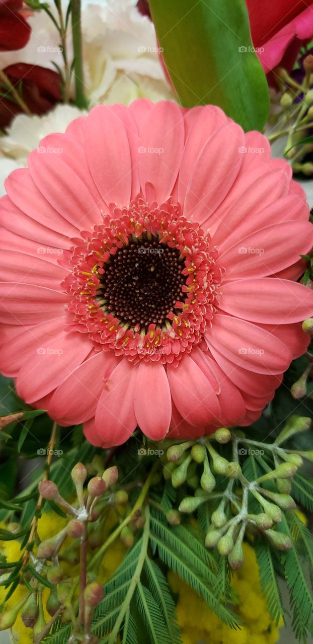 Gorgeous Gerber Daisy. It is perfect and reminds me of summer in the middle of winter.