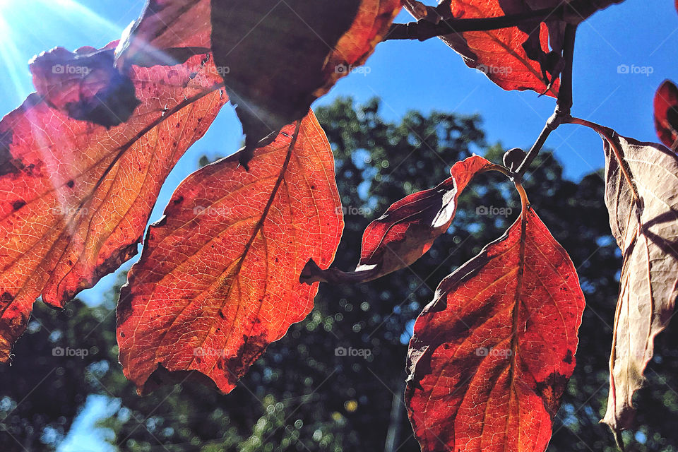 Autumnal leaves 