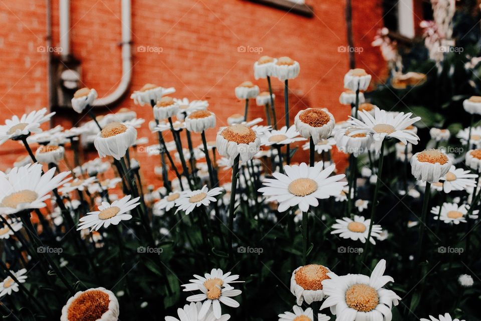 Daisies and a brick wall in an alleyway 