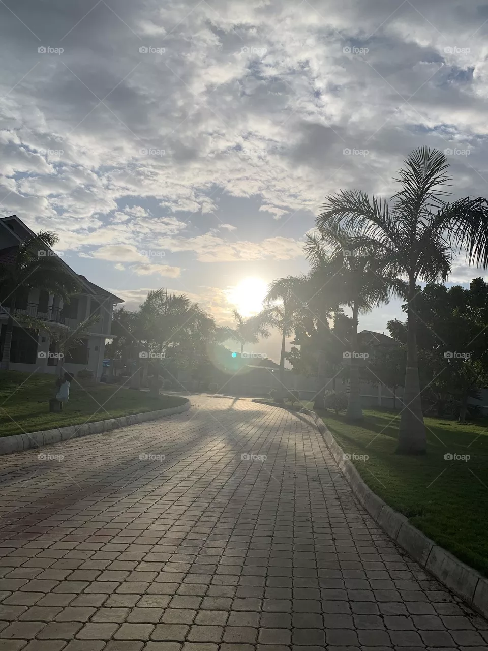 Palm trees & sun