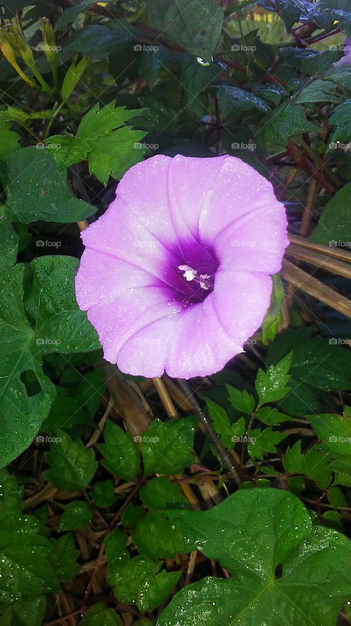 closeup of violet morning glory