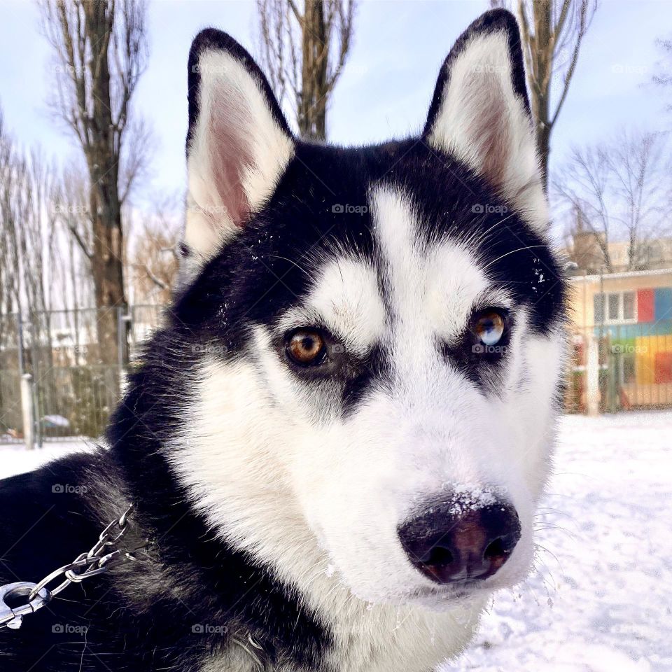 The photo shows a portrait of a husky against the backdrop of a winter landscape. In this photo the husky has different colored eyes.