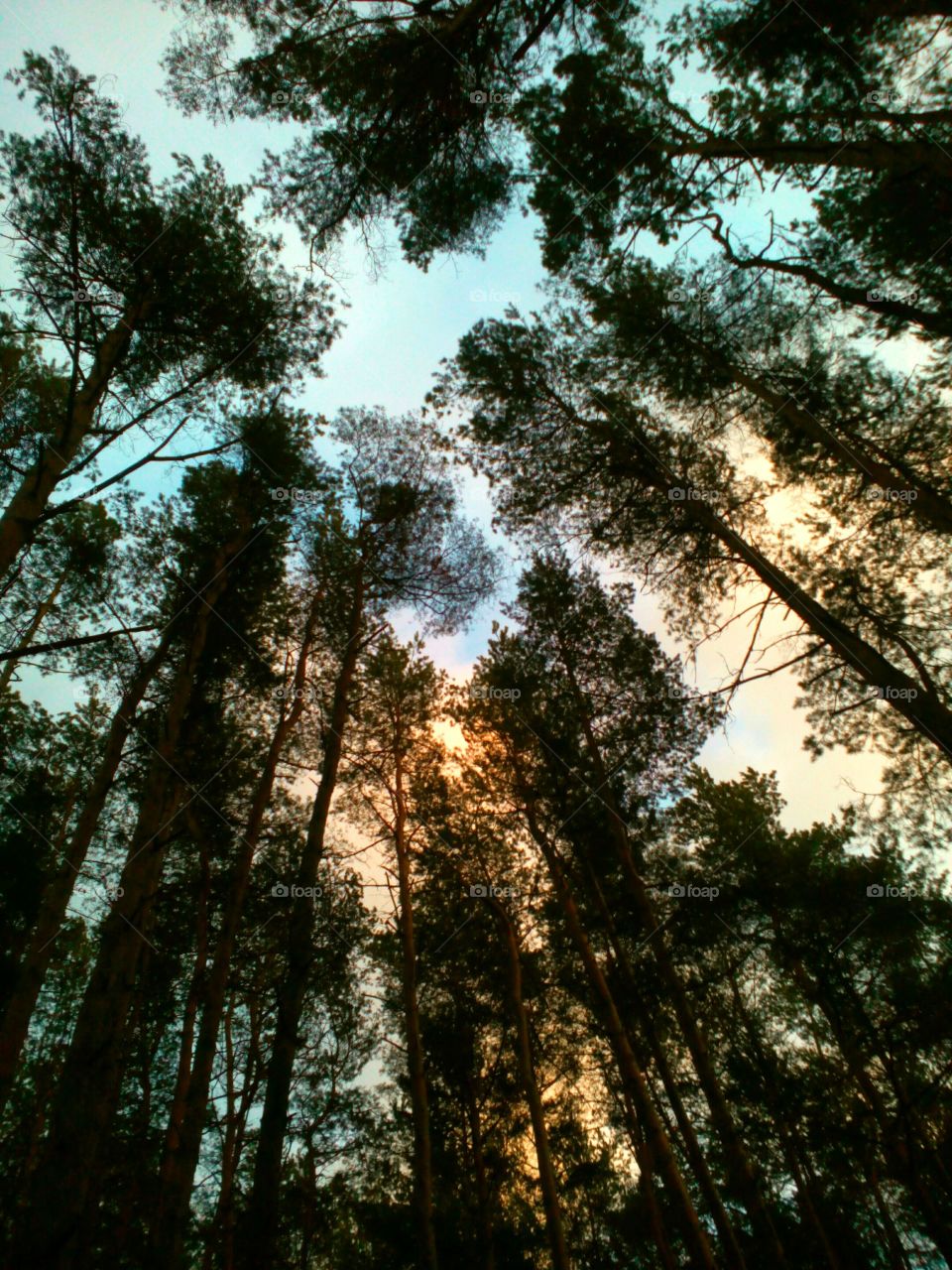 Forest and sky evening landscape